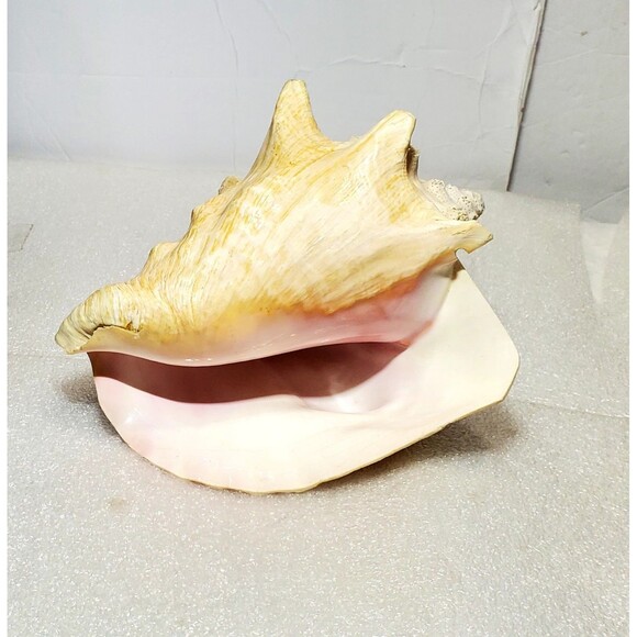 Large Natural Conch Shell 8.5” Pink Horned Seashell Beach Decor Pre-Owned - Picture 11 of 14